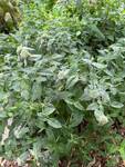 Plant name: Clustered Mountain Mint Pycnanthemum muticum 